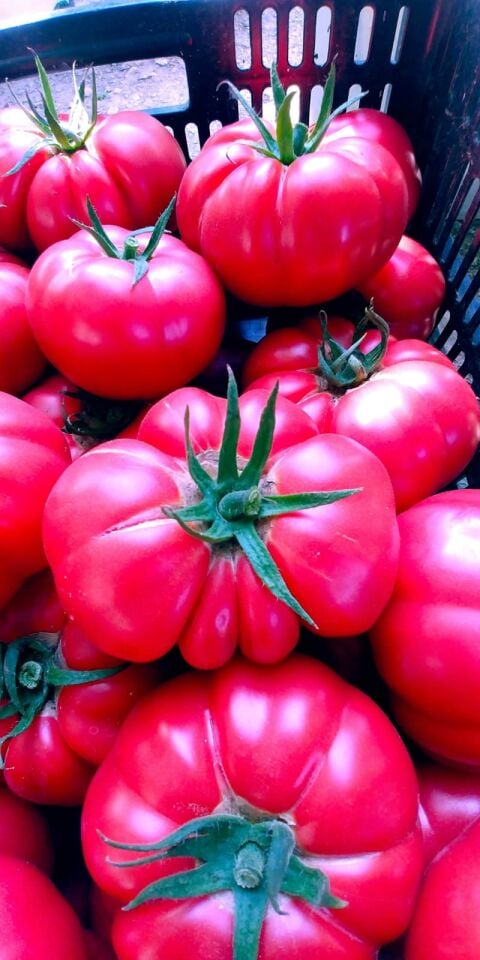 Göçmen pembe domates fidesi