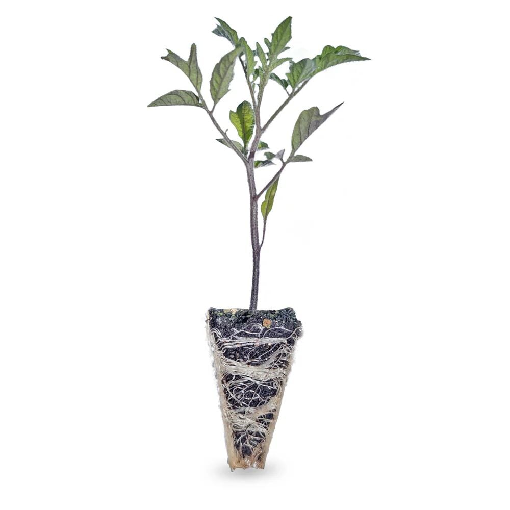 Salkım pembe domates fidesi