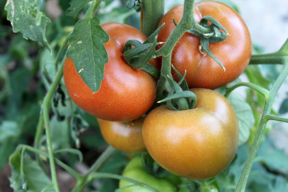 Salkım pembe domates fidesi