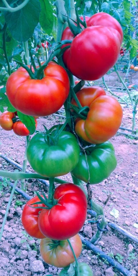 Dilimli domates fidesi