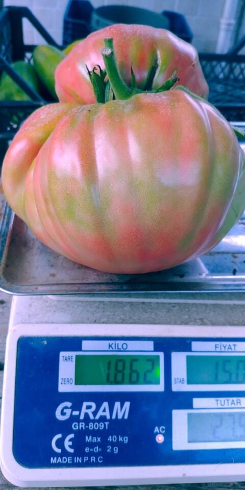 Dev pembe domates fidesi