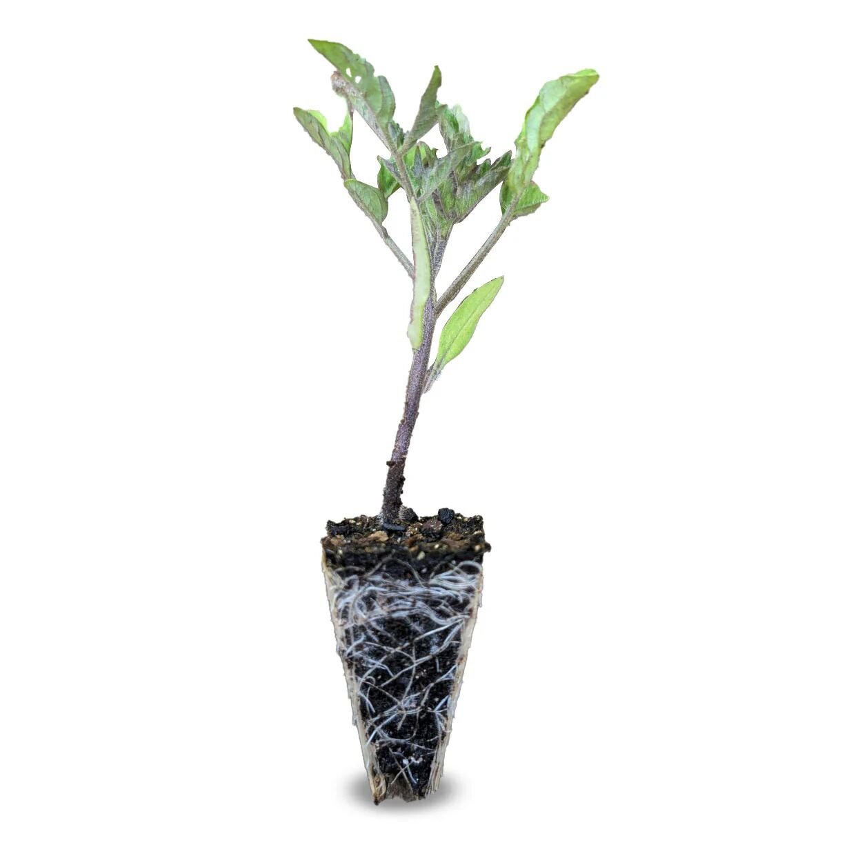 Şeker çeri domates fidesi