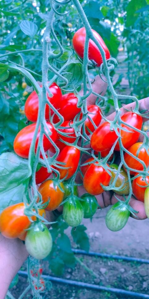 Şeker çeri domates fidesi