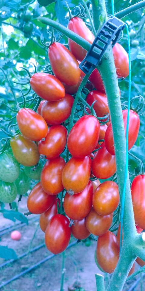 Şeker çeri domates fidesi