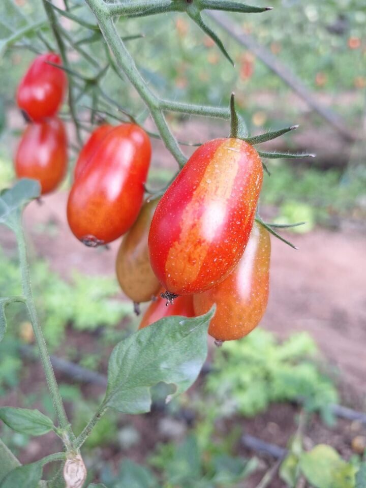 Üzüm çeri domates fidesi