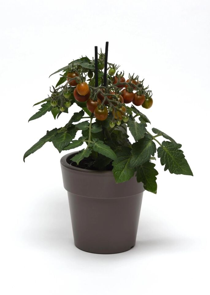 Cüce çeri domates fidesi