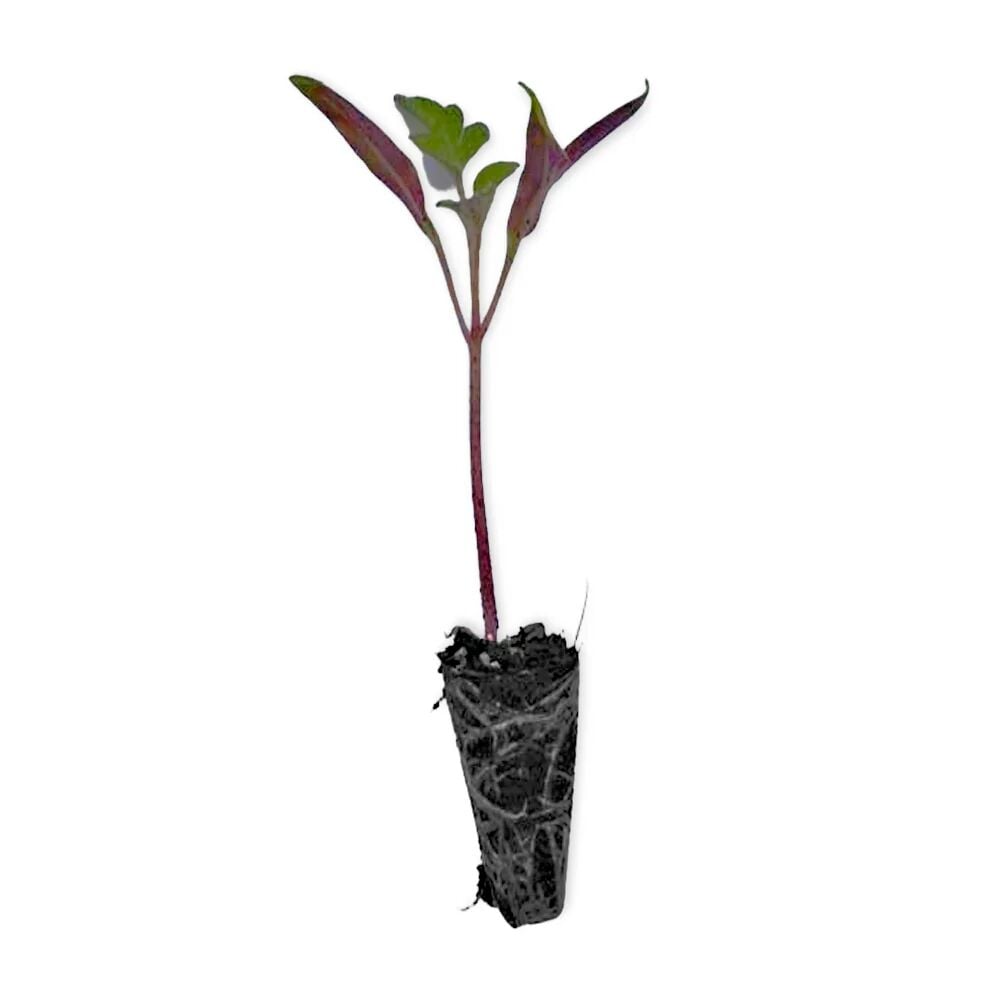 İri kırmızı domates fidesi