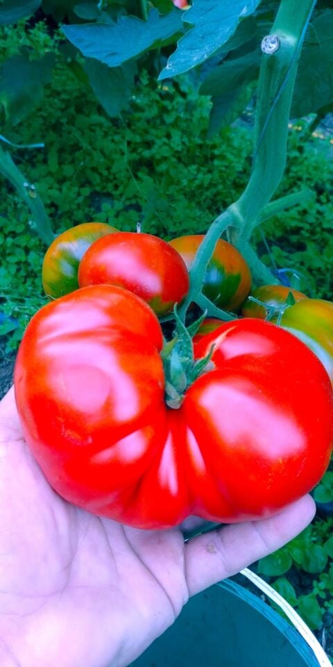 İri kırmızı domates fidesi