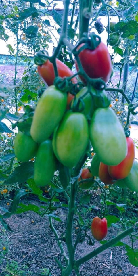 İtalyan San Marzano domates fidesi