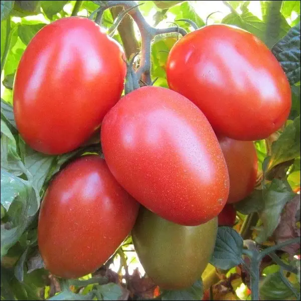 İtalyan San Marzano domates fidesi