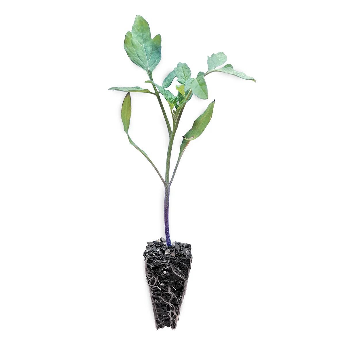 Pembe zebra domates fidesi