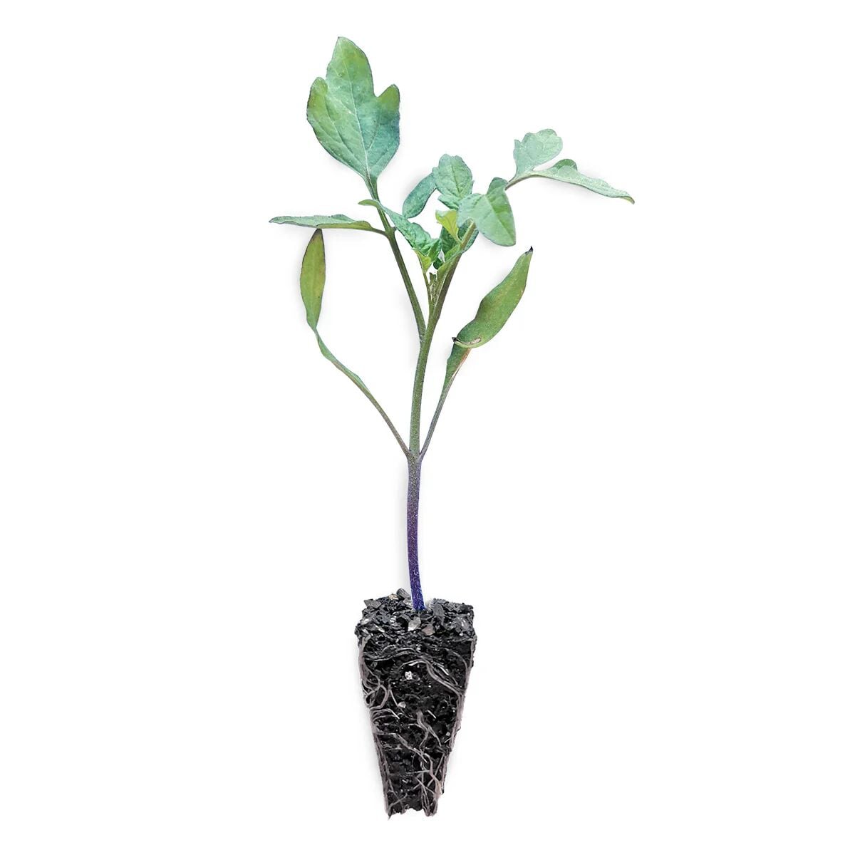 Pembe zebra domates fidesi