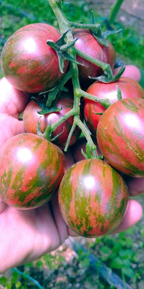 Pembe zebra domates fidesi