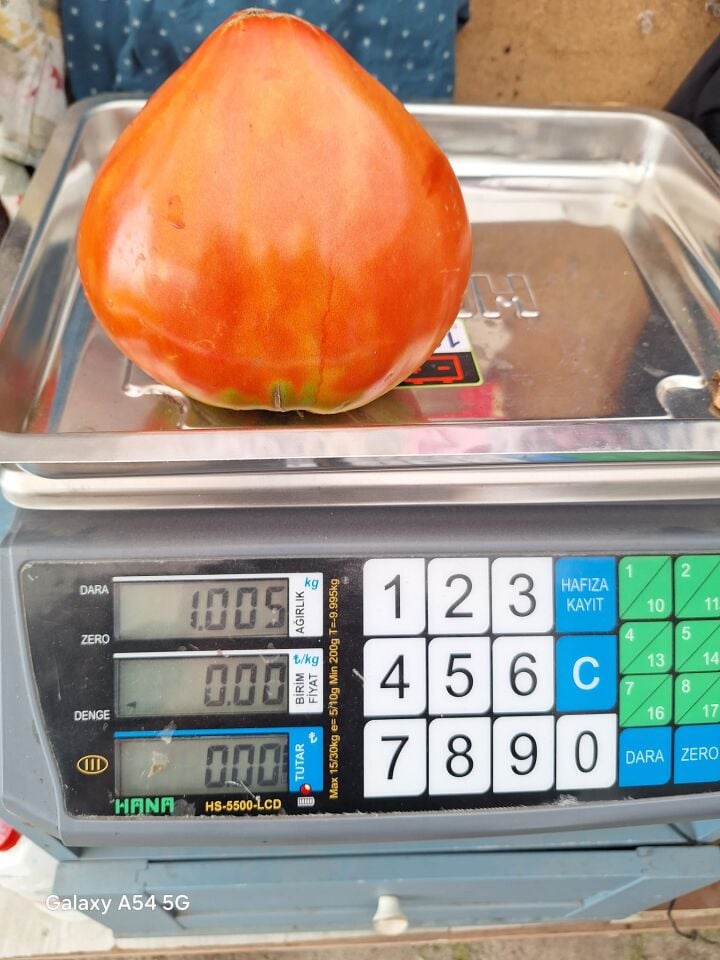 Yürek domates fidesi