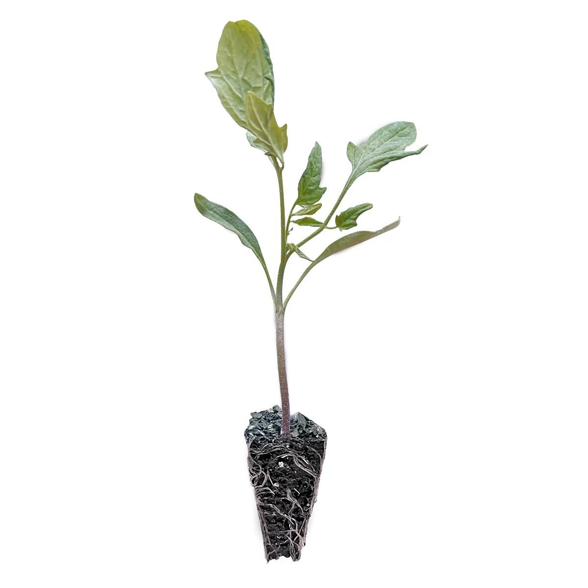 Kokteyl domates fidesi