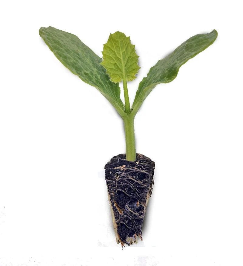 Siyah (kara) kabak fidesi