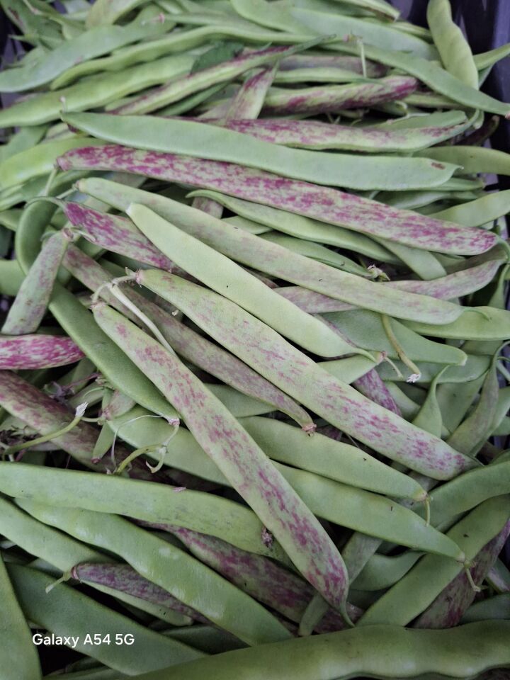 Beykoz yeşili fasulye fidesi