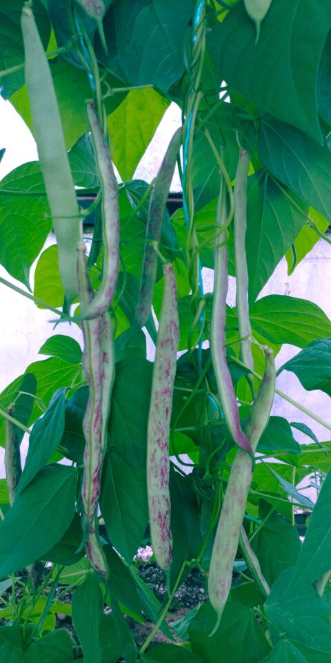 Beykoz yeşili fasulye fidesi