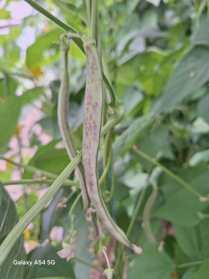 Beykoz yeşili fasulye fidesi