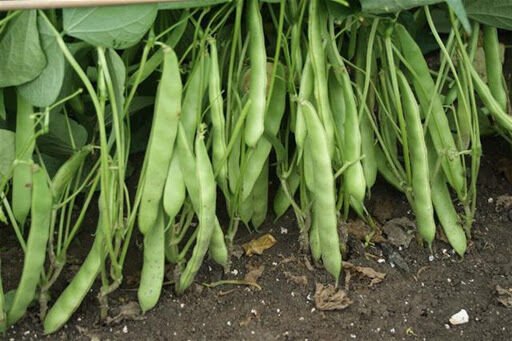 Oturak şeker fasulye fidesi