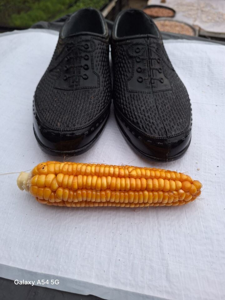 Göçmen mısır fidesi