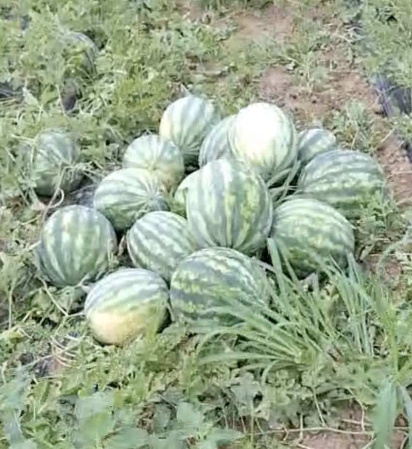 Şeker karpuz fidesi