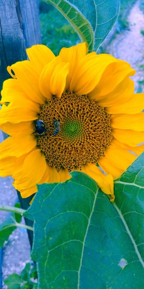 Sarı ayçiçek fidesi