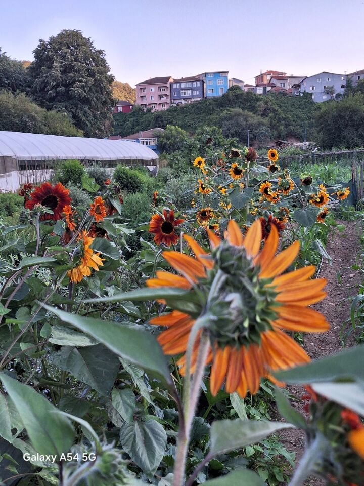 Kırmızı ayçiçek fidesi
