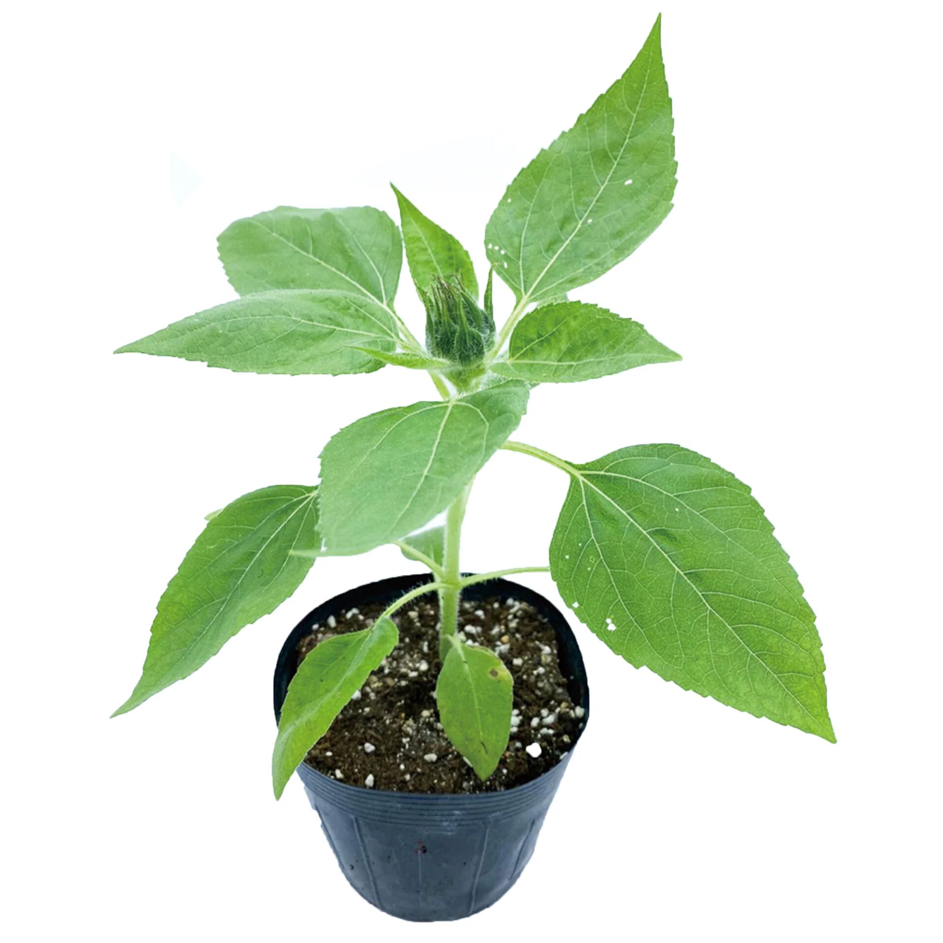 Bodur sarı ayçiçek fidesi