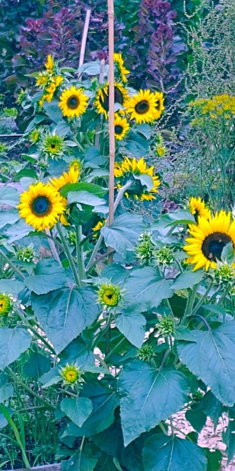 Bodur sarı ayçiçek fidesi