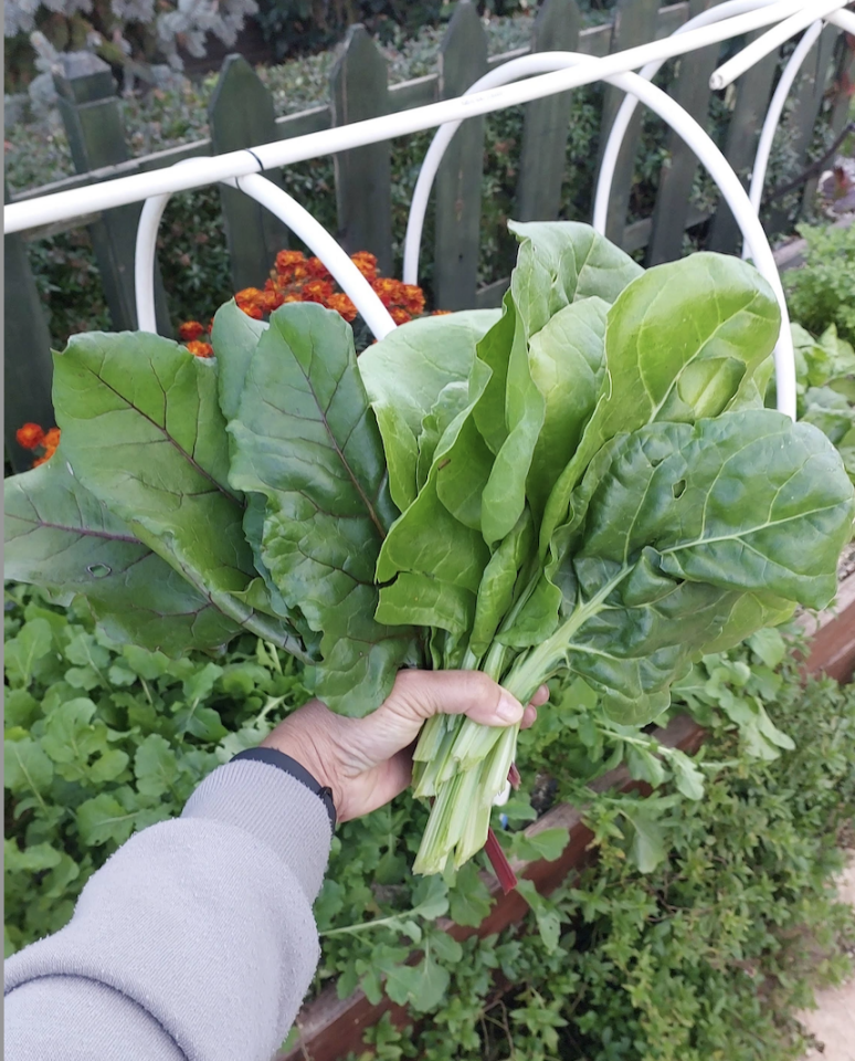 Yeşil köy pazı fidesi