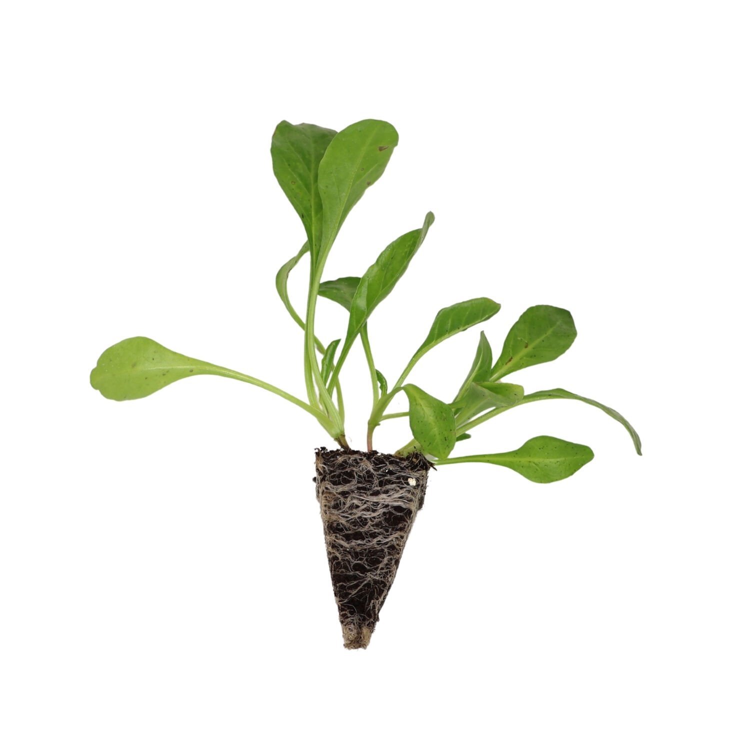 Yeşil köy pazı fidesi