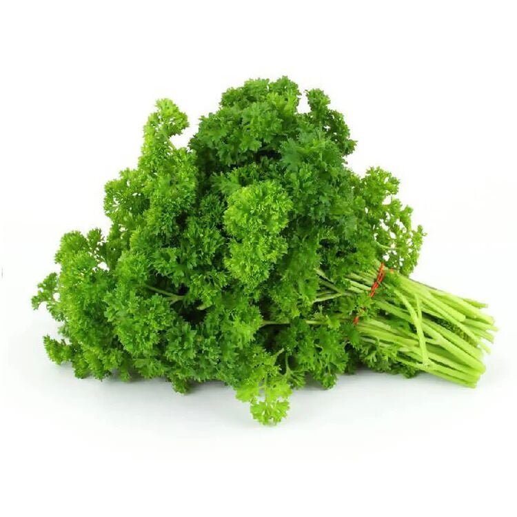 Kıvırcık maydanoz fidesi