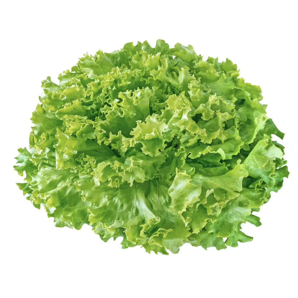 İri baş kıvırcık fidesi