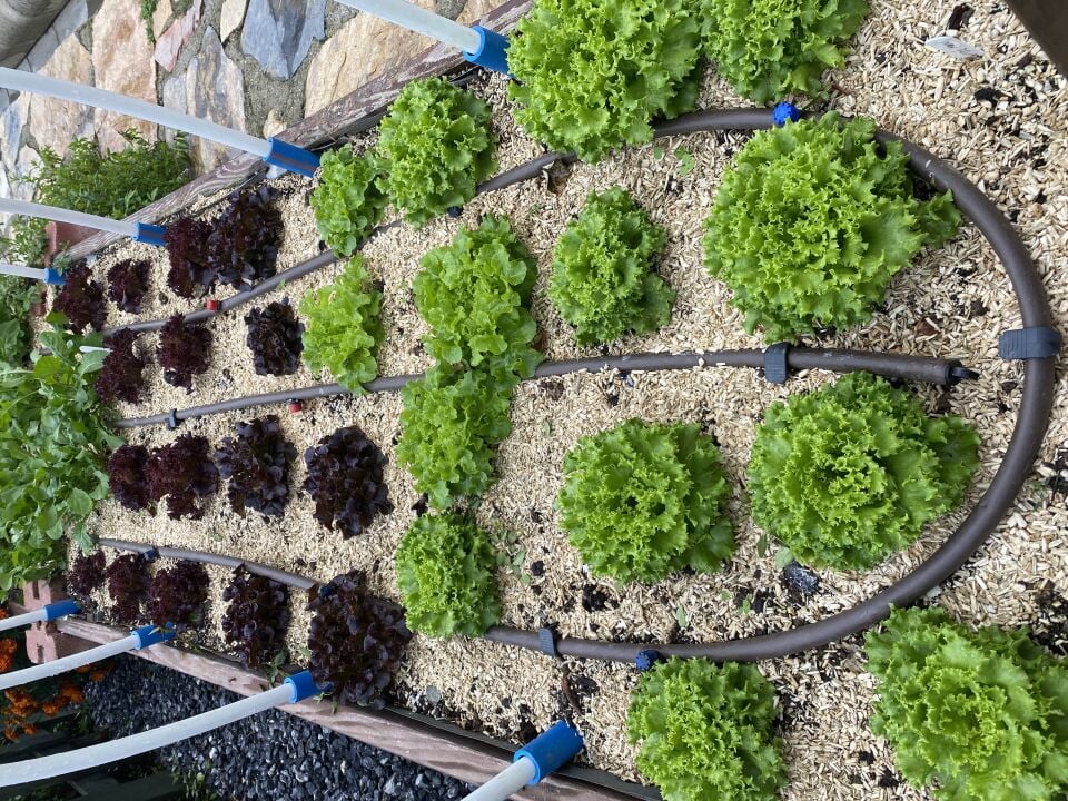 İri baş kıvırcık fidesi