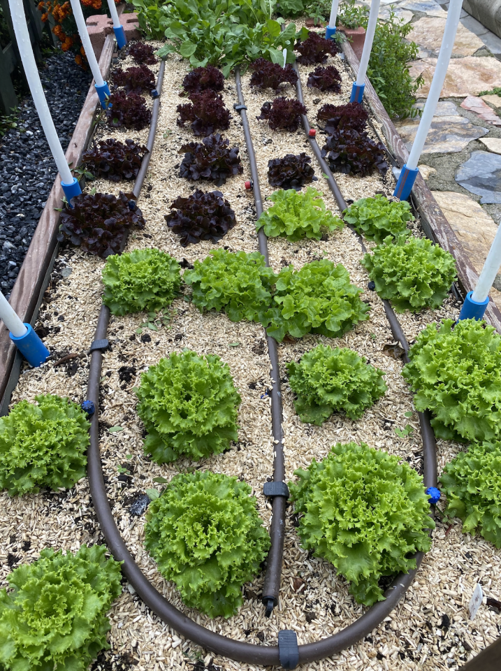 İri baş kıvırcık fidesi