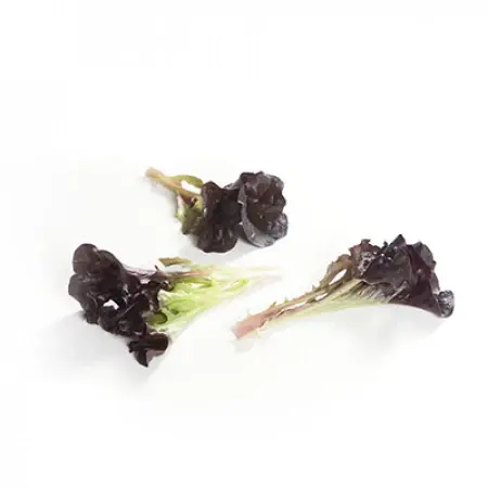 Yağlı kırmızı kıvırcık fidesi