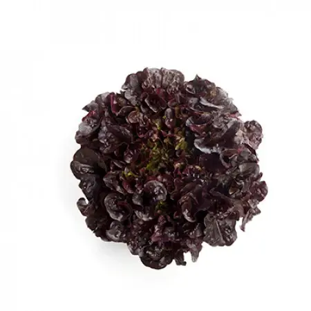 Yağlı kırmızı kıvırcık fidesi