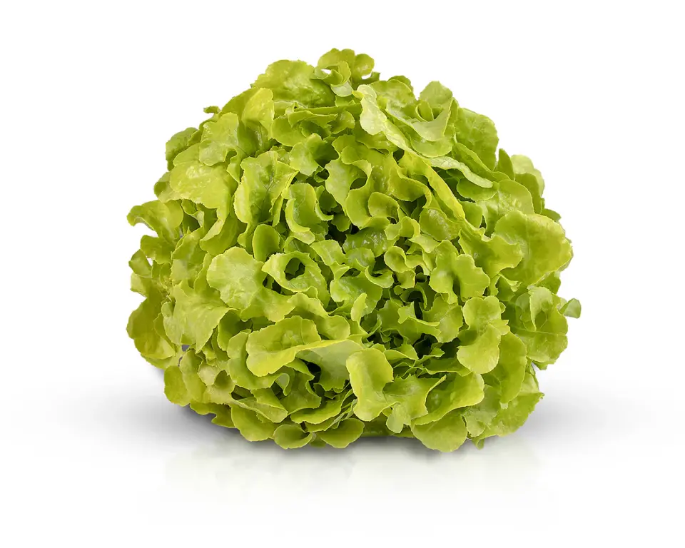 Yağlı yeşil kıvırcık fidesi