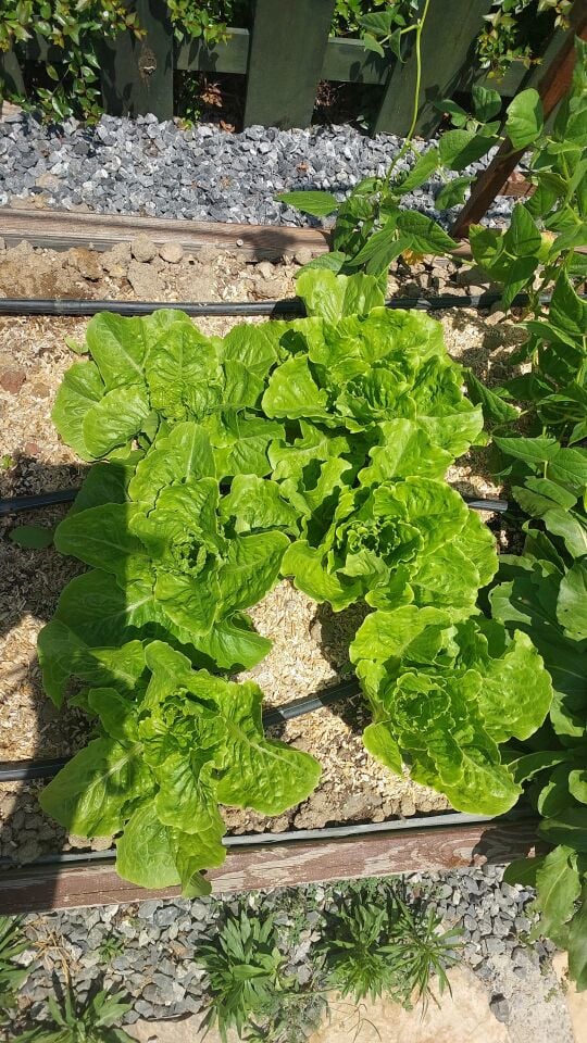 Yedikule marul fidesi