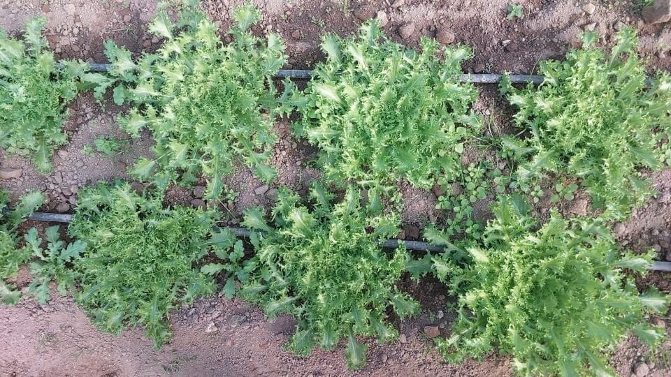 Endive yeşil kıvırcık fidesi