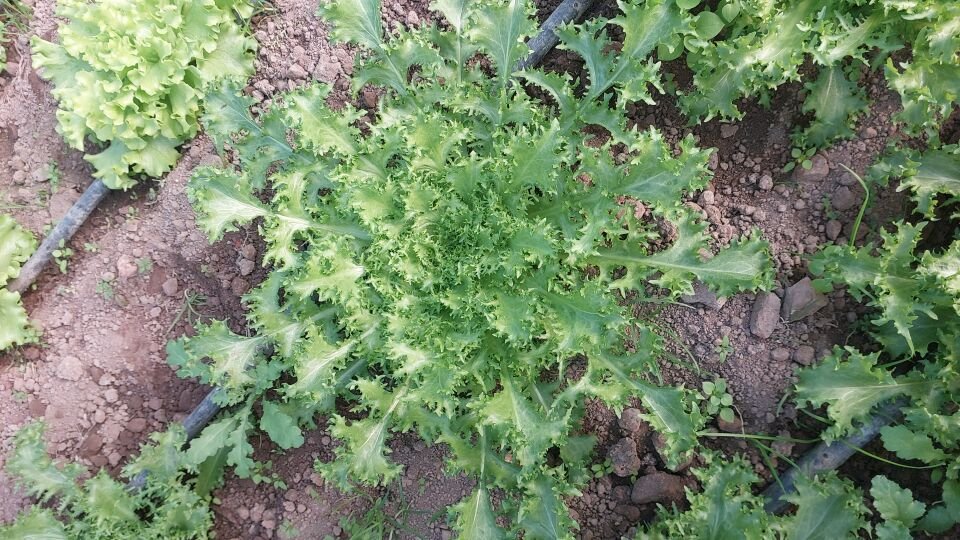 Endive yeşil kıvırcık fidesi