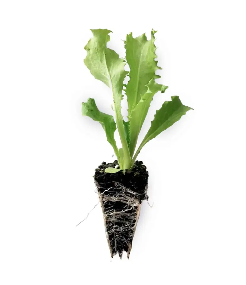 Endive yeşil kıvırcık fidesi