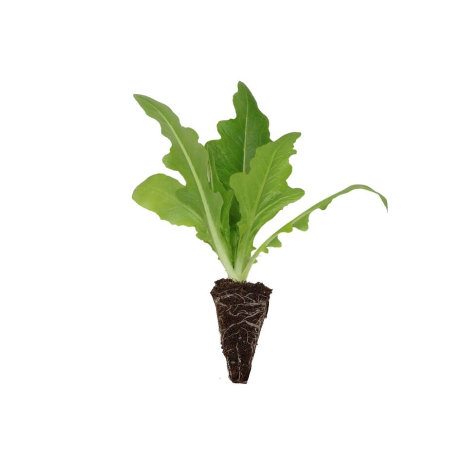 İtalyan yeşil marul fidesi