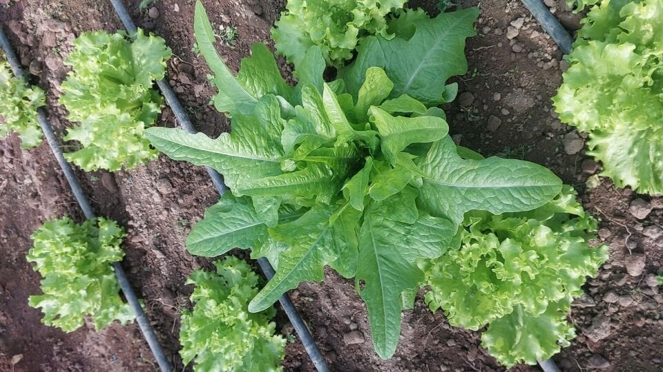 İtalyan yeşil marul fidesi