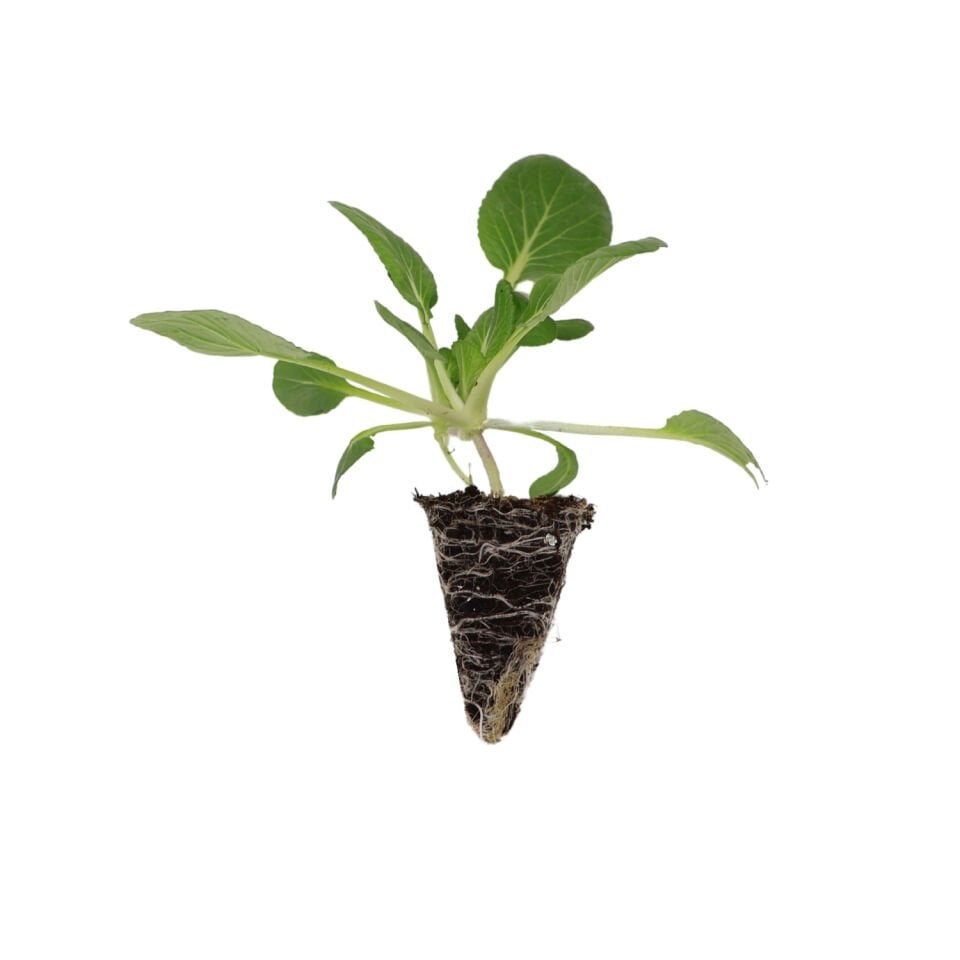 Tatsoi fidesi