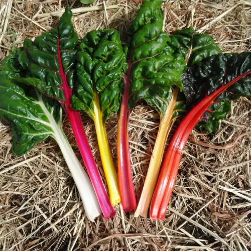 Renkli saplı pazı fidesi