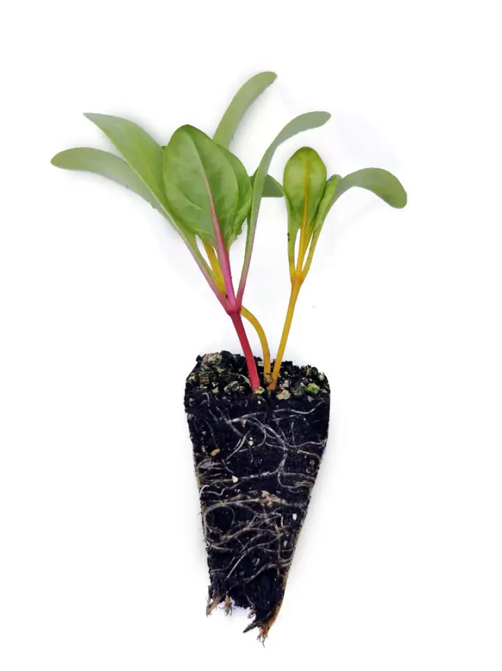 Renkli saplı pazı fidesi