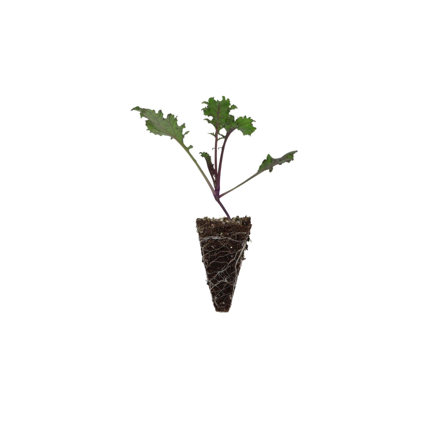 Mor renkli kale fidesi (karalahana)