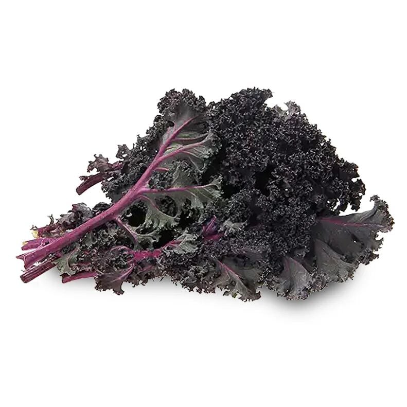 Mor renkli kale fidesi (karalahana)